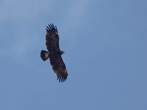 Kiljukotka, Greater Spotted Eagle, Clanga clanga